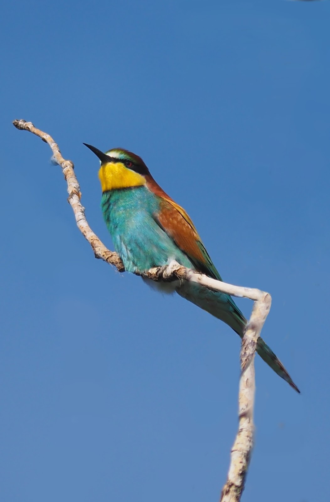 Picture of an  European bee-eater 