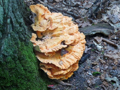 Chicken mushroom