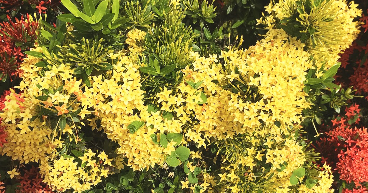 Viveiro Ciprest - Plantas Nativas e Exóticas: Ixora Mini Amarela ( Ixora  coccinea 