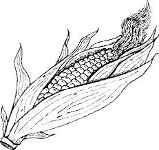 Corn coloring pages 8