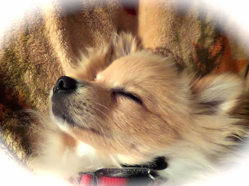 Beau, our adorable Pomeranian puppy