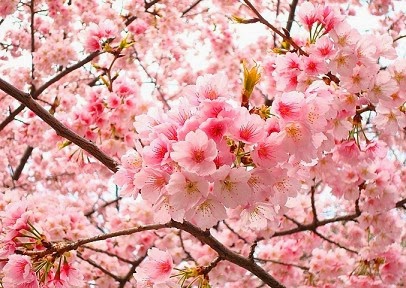 Bunga Cantik Khas Jepang Dwixr