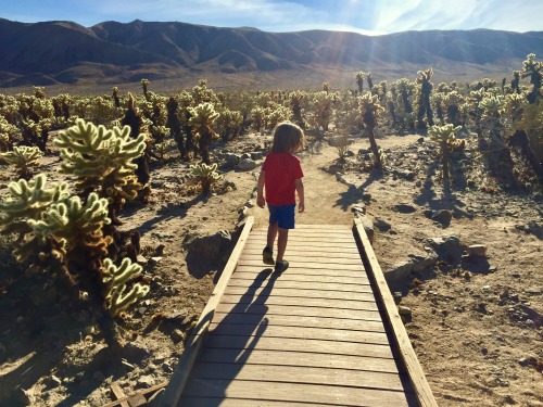 Visiting National Parks with Kids. Tips from a Roadschooler  #homeschool