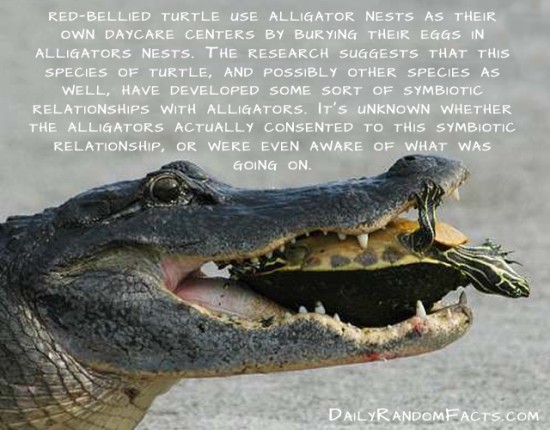 animal facts, facts about animals, interesting animal facts, turtles fact