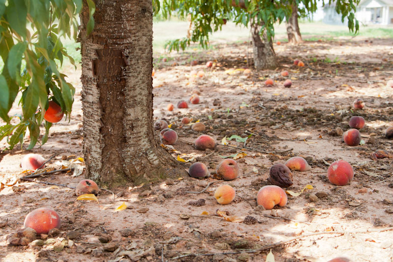 Life Through A Lens .strawberry hill farm. south carolina.