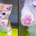 21 Cute Pictures Of Animals That Can Make Even The Worst Day A Bit Better