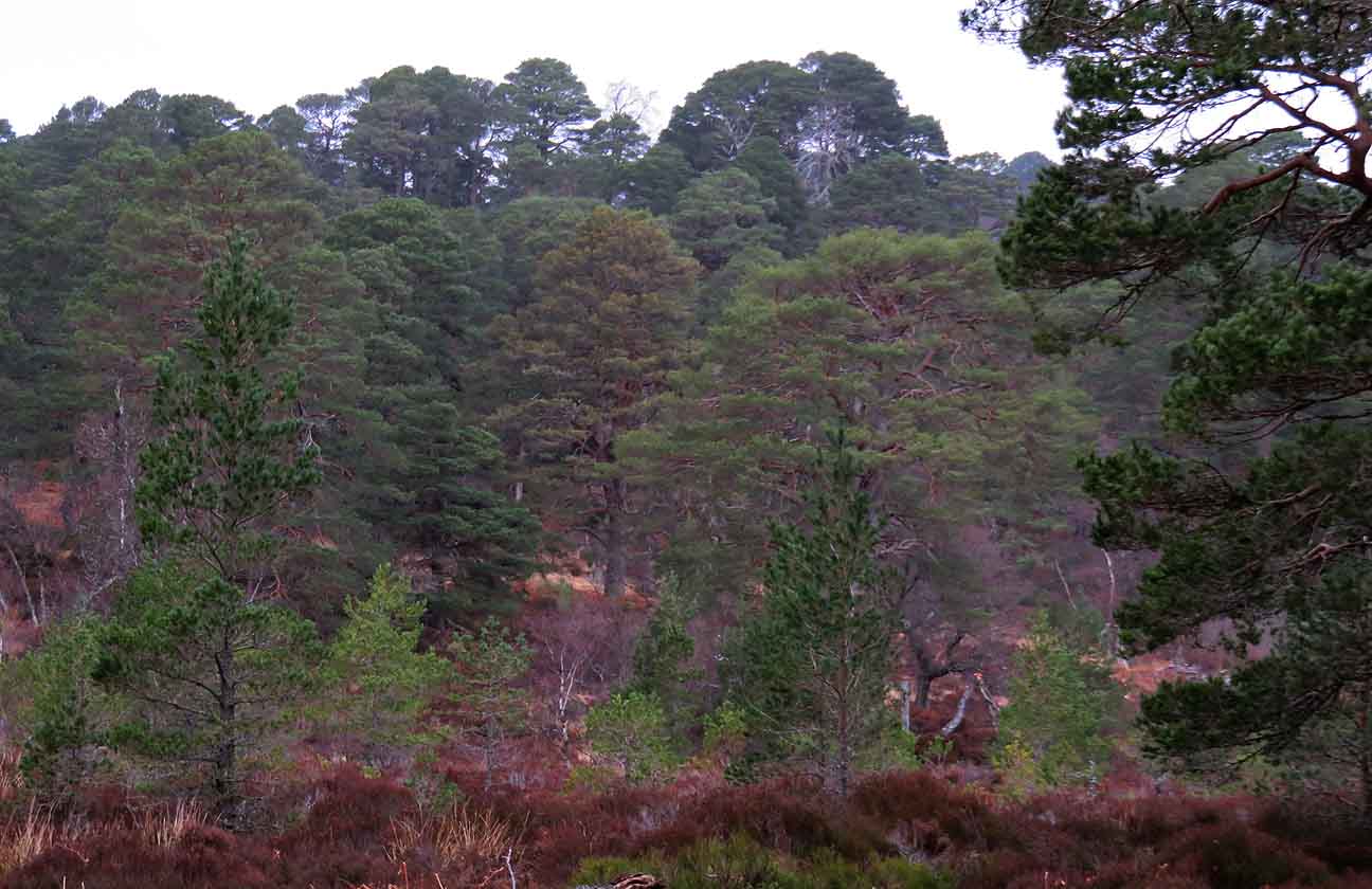 Alex and Bob`s Blue Sky Scotland Highland Landscapes, Caledonian