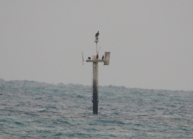 Brown Boobies - Dry Tortugas, Florida Brown Boobies - Dry Tortugas, Florida