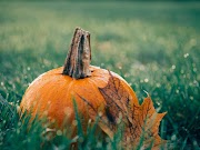 Ripe pumpkin in the middle of green grass