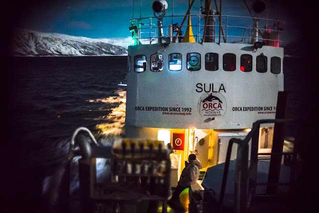 les orques de Norvège à bord du bateau la nuit 