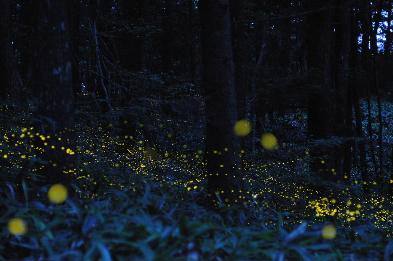 Гнилушки источник света. Биолюминесценция светлячков. Лес светлячков в Японии. Куала Селангор светлячки. Светлячки генштн.