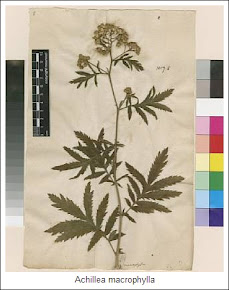 Linnaean Herbarium