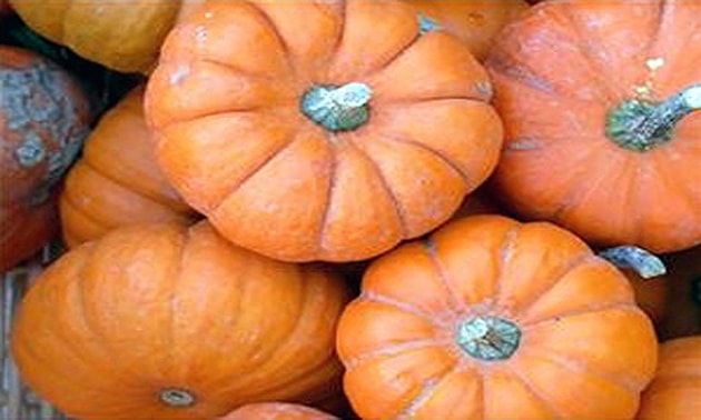 Abóbora (Cucurbita pepo L.) Abóbora (Cucurbita pepo L.)