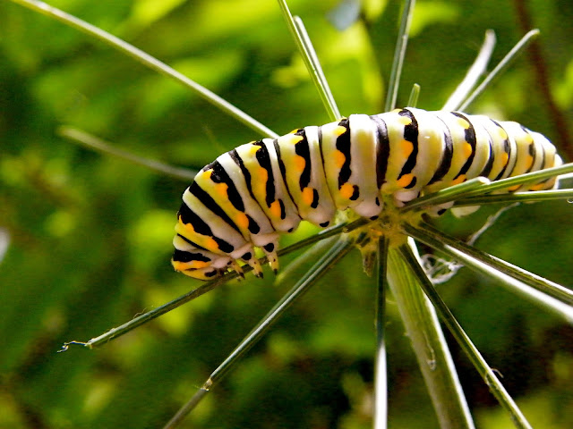 The striking yellow and black striped caterpillar of the Black Swallowtail butterfly feeding on a dill stem.