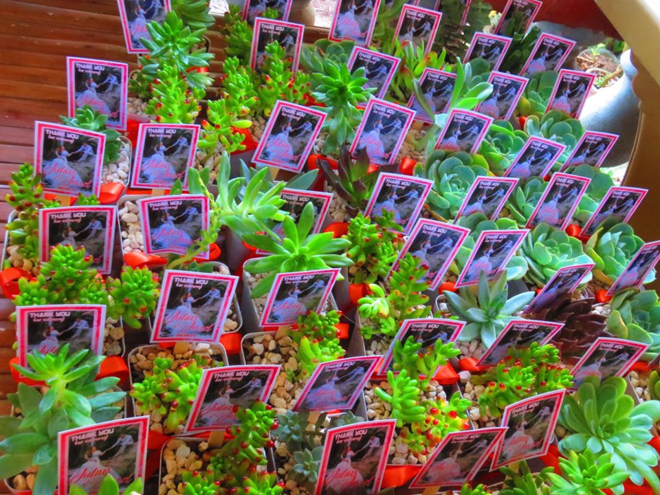 Succulents Cebu and Cactus Collection Cassiel's Succulent World A