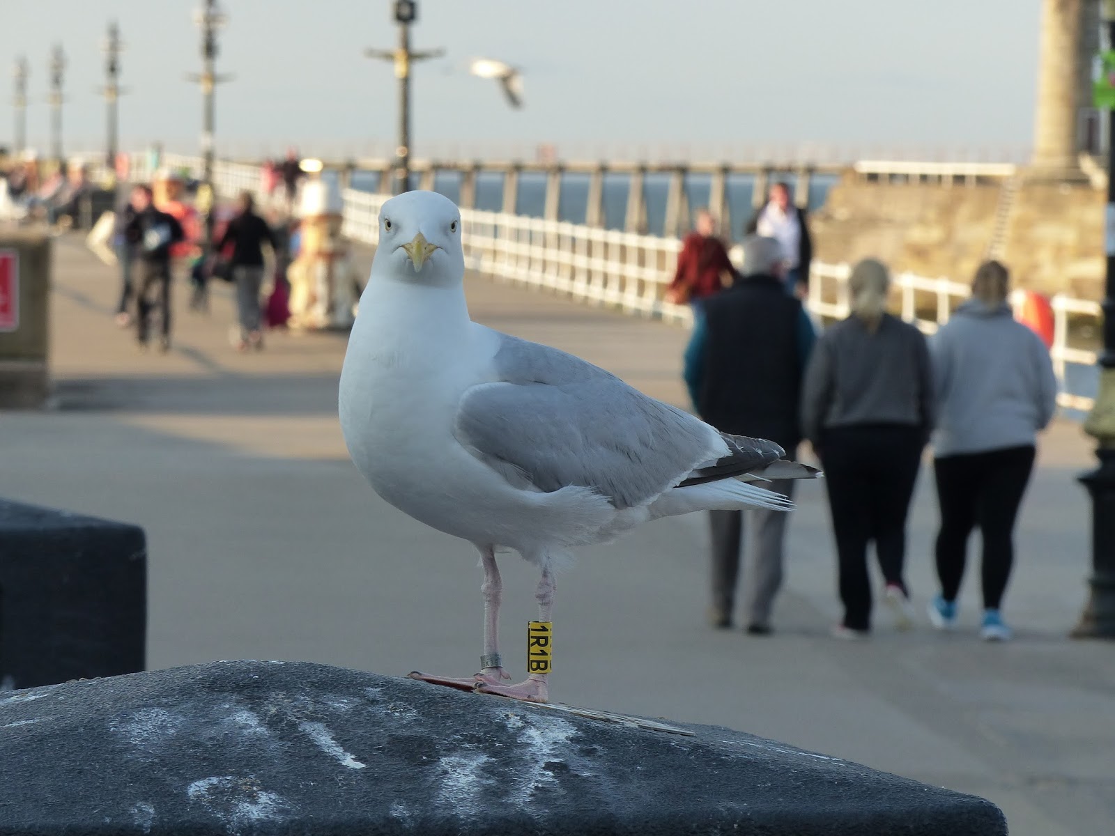 Linacre Blogger Colourringed Herring Gull