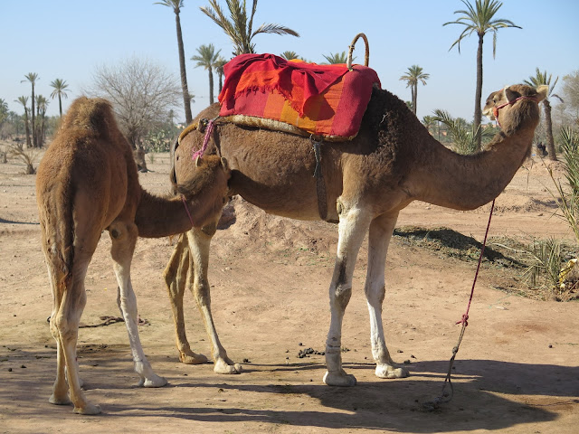 Camellos en el Palmeral de Marrakech