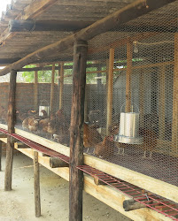 chicken chickens coup project zimbabwe plan
