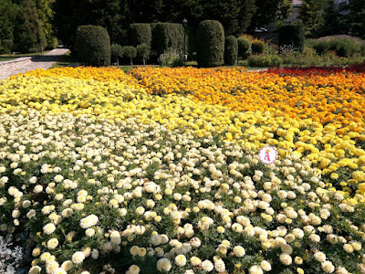 Разноцветный ковер из цветов ботанического сада Балчик