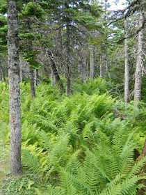 Fern filled forest floor at the Skyline Trail Cape Breton Highlands National Park by garden muses-not another Toronto gardening blog