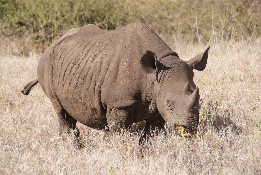 Бело черный носорог. Черный носорог. Самый большой носорог в мире. Чёрный носорог и белый носорог. Могучий носорог.