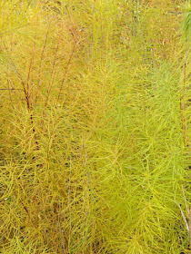 Amsonia hubrichtii bluestar autumn foliage Toronto Botanical Garden by garden muses-not another Toronto gardening blog