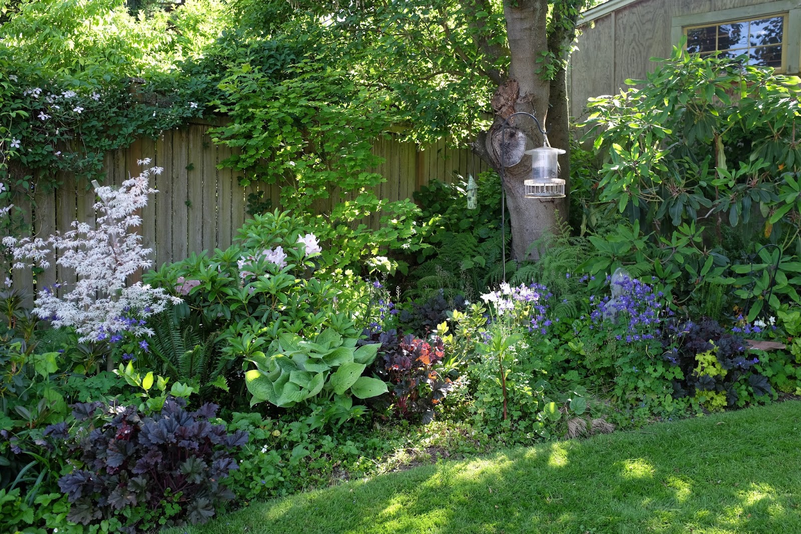 Megan Seagren's Journal Planting a New Pacific Northwest Shade Garden