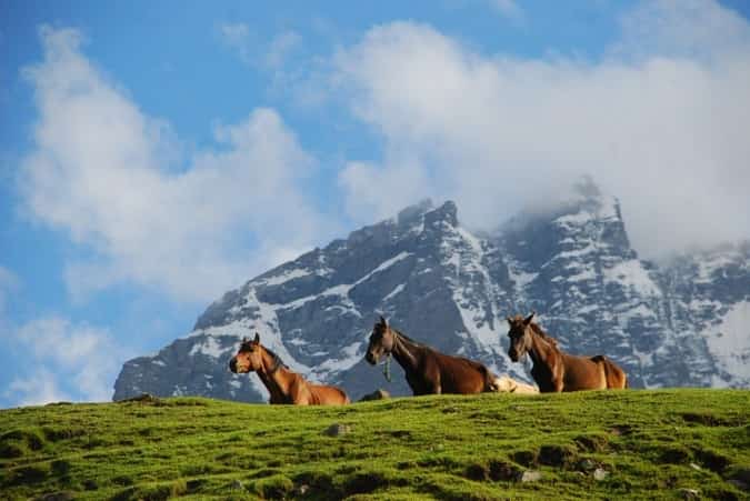 Horses Grazing, Sonamarg Horses Grazing, Sonamarg
