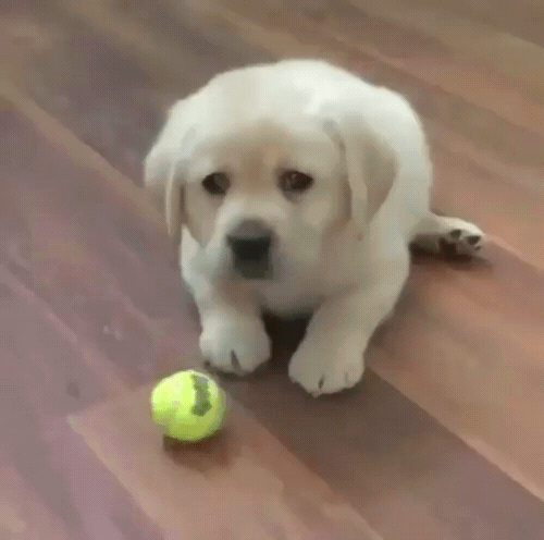 dog_z.gif