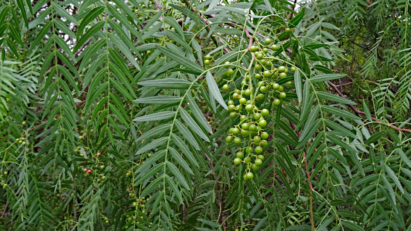 Real World Gardener Peppercorn Tree is Plant of the Week