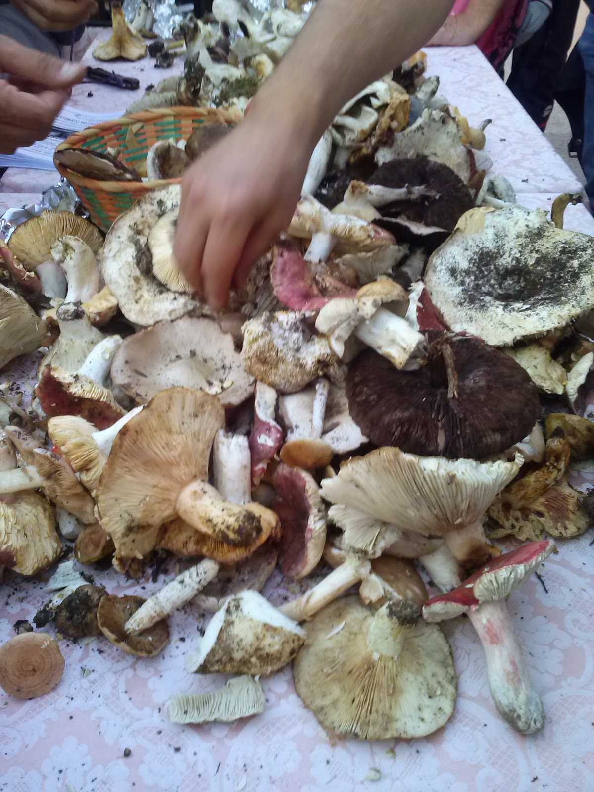 Foto Funghi Porcini Giganti
