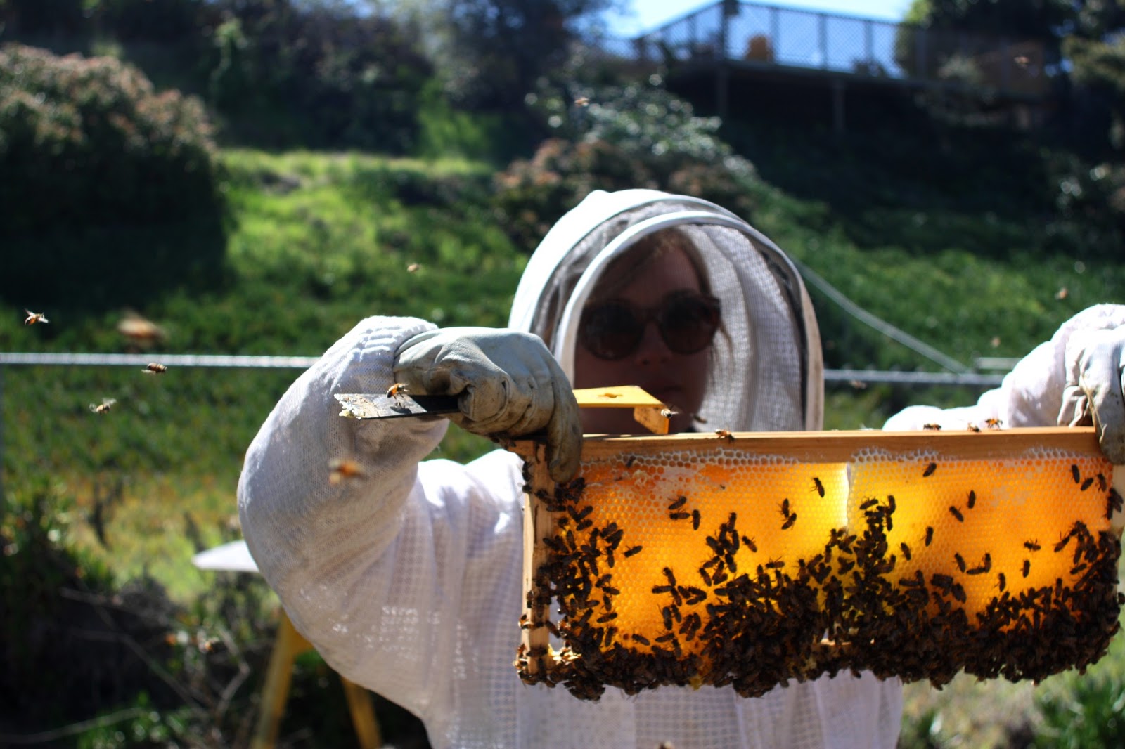 мед марий эл пасека алексея примечаева. улей на пасеке. пасеки получили. пчеловодное хозяйство "пасечник шишкин". пчеловод на пасеке.