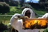 Απάτη κατά των νέων μελισσοκόμων...