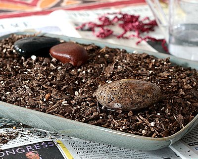 Lenten Grass, an old Finnish tradition ♥ KitchenParade.com, helping children mark the season of Lent.