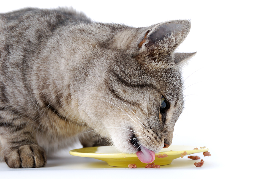 Pets N More What 7 Top Nutrients Do Cats Really Need?