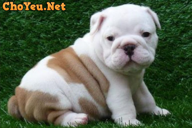 chó bulldog chó bulldog