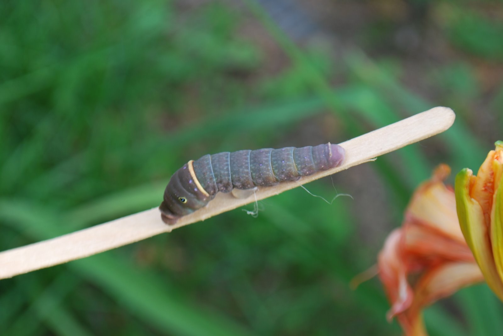 Dolan Art & Photography Canadian Tiger Swallowtail Caterpillar