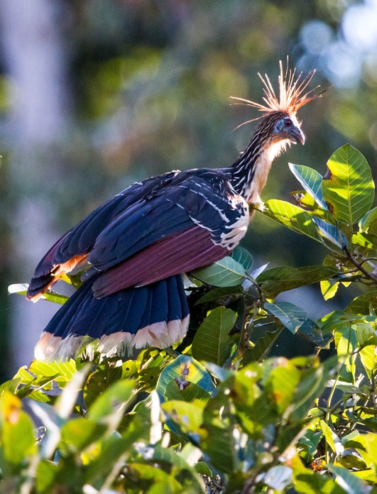 Hoatzin bird on a tree. Hoatzin bird on a tree.