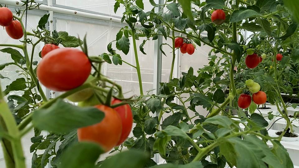 Gambar Tanaman Tomat Transgenik Matang