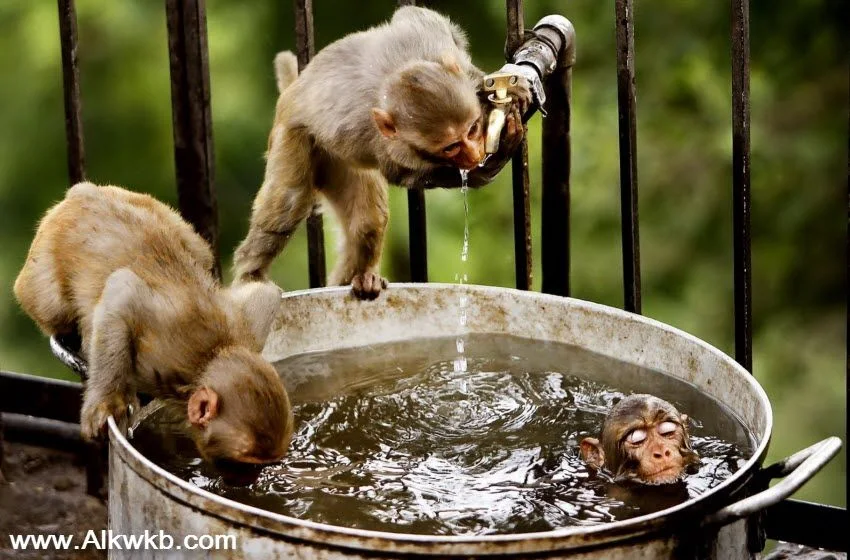 Monkeys And Water Bucket