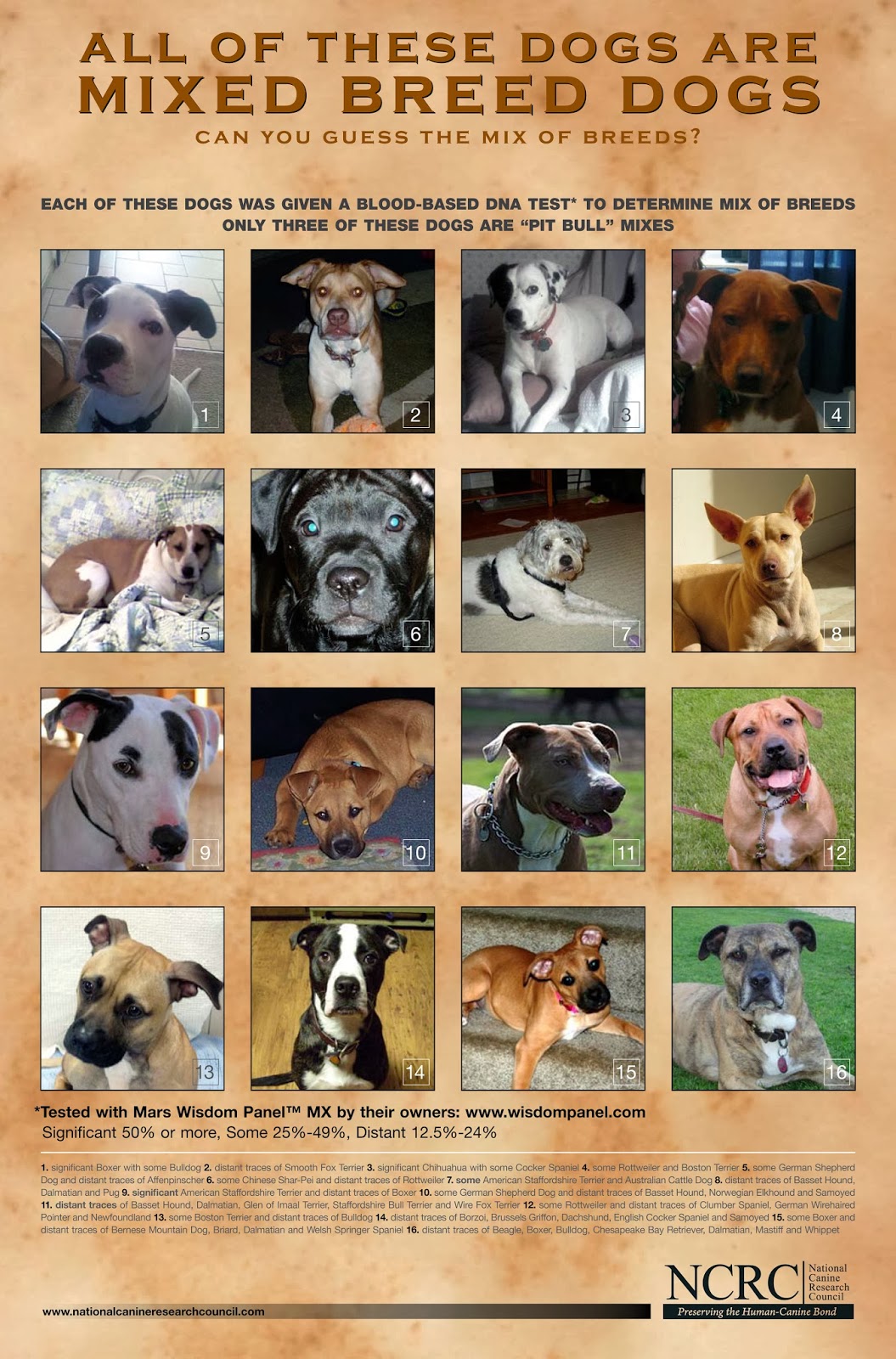 A Dog's Life Can You Identify these Mixed Breeds?