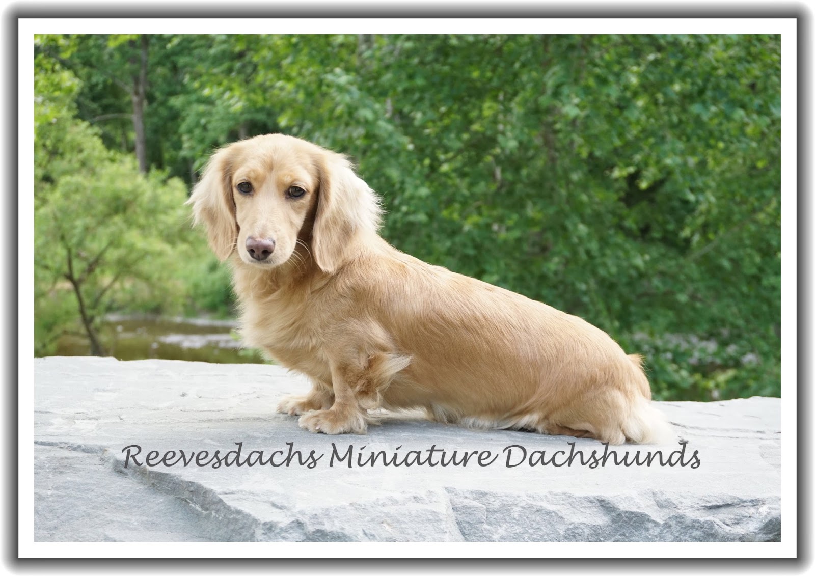 Long Hair Dams Reevesdachs Miniature Dachshunds