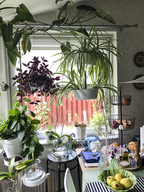 köksfönster, kitchenwindow, plants, krukväxter köksfönster, kitchenwindow, plants, krukväxter