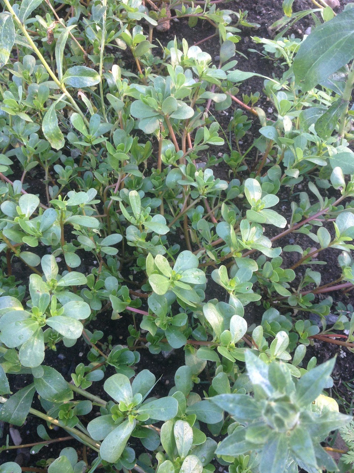 Big Bad Bald Bastard Summer Crop, Bumper Crop