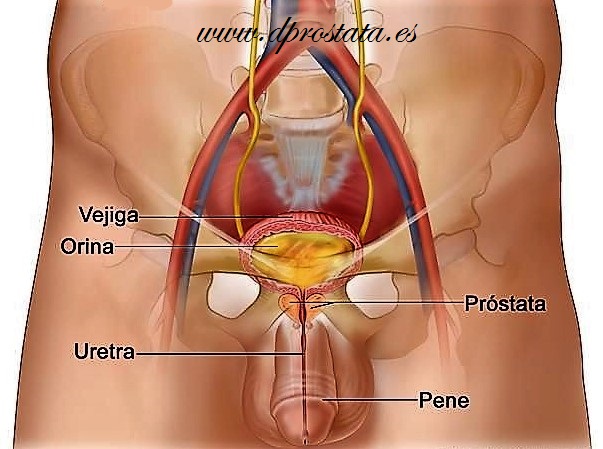 sintomas de prostata dañada