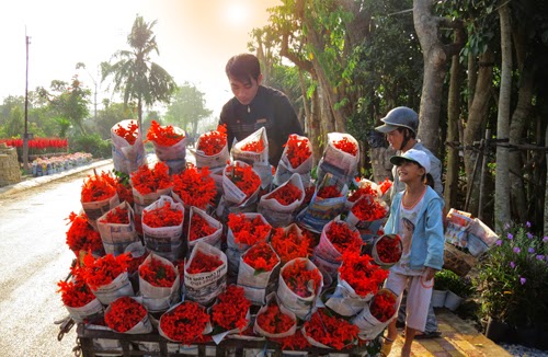 Nhà vườn hối hả vận chuyển hoa bán Tết 2015