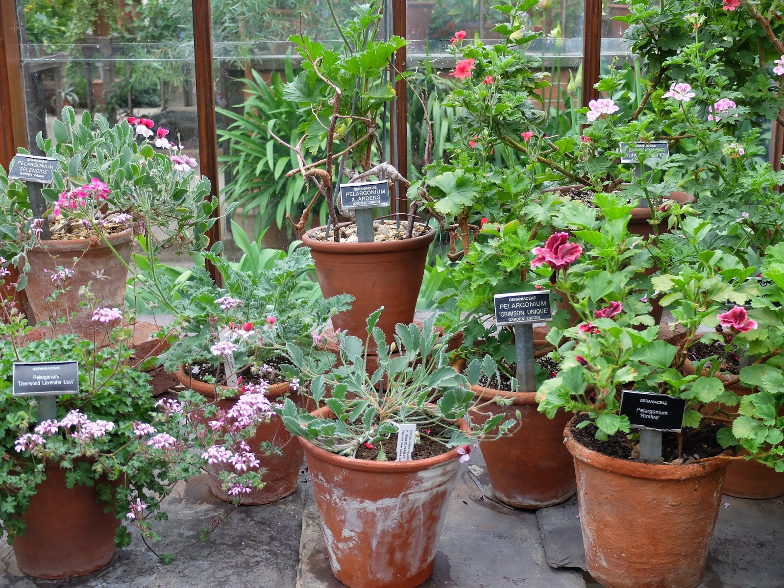 Honey & Ricotta Tangerine Dream Café, Chelsea Physic Garden