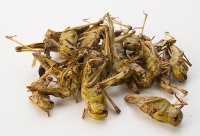 Weird or Wonderful Snacks Edible Insects