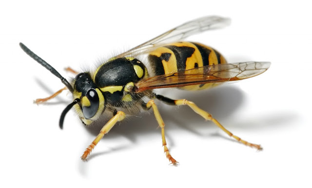 Natural Home Remedies for Bee Stings Natural Home Remedies for Bee Stings