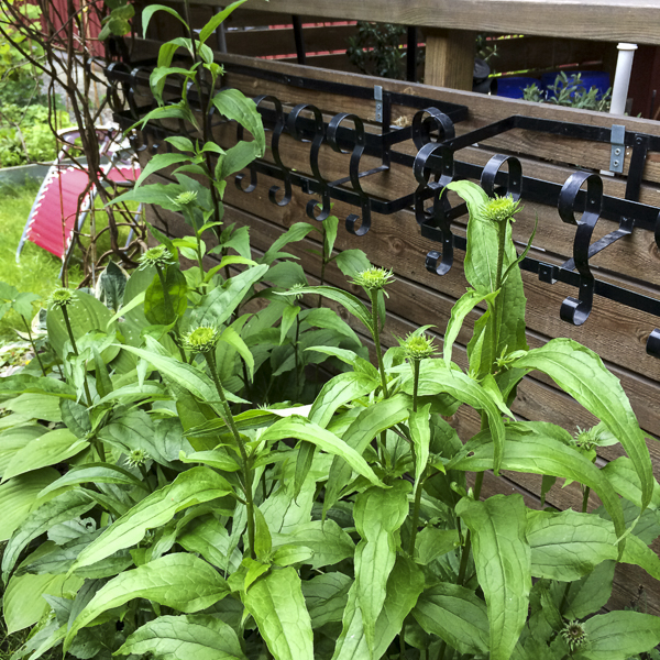rudbeckior rudbeckior